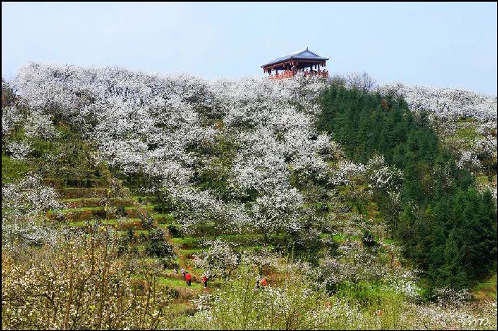 【春天，广西桂林灌阳县向您发出邀请！】我们在灌阳看梨花 - 游山玩水 - 松原生活社区 - 松原28生活网 songyuan.28life.net