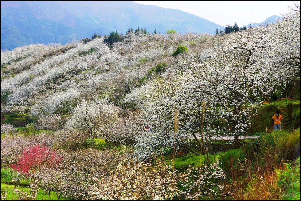 【春天，广西桂林灌阳县向您发出邀请！】我们在灌阳看梨花 - 游山玩水 - 松原生活社区 - 松原28生活网 songyuan.28life.net