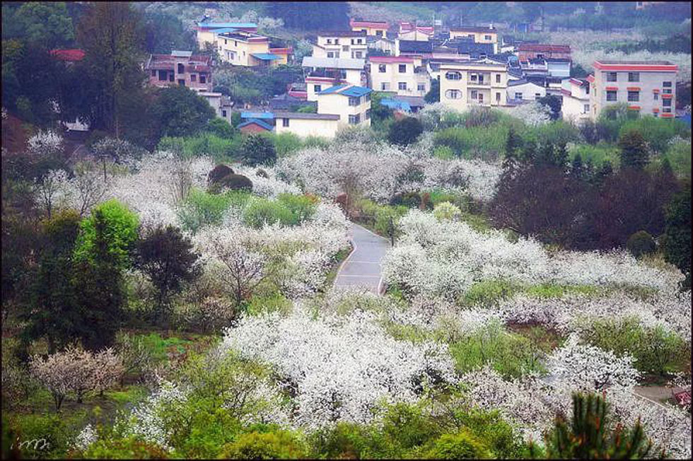 【春天，广西桂林灌阳县向您发出邀请！】我们在灌阳看梨花 - 游山玩水 - 松原生活社区 - 松原28生活网 songyuan.28life.net