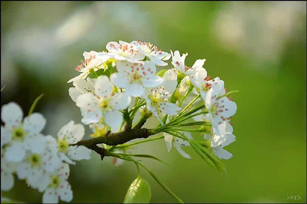 【春天，广西桂林灌阳县向您发出邀请！】我们在灌阳看梨花 - 游山玩水 - 松原生活社区 - 松原28生活网 songyuan.28life.net