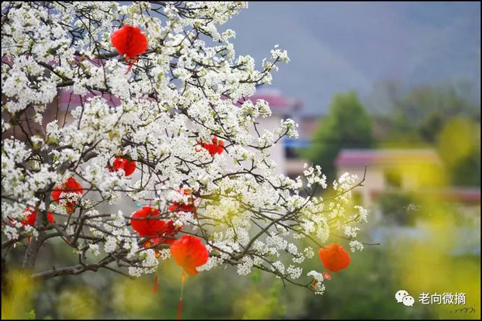 【春天，广西桂林灌阳县向您发出邀请！】我们在灌阳看梨花 - 游山玩水 - 松原生活社区 - 松原28生活网 songyuan.28life.net