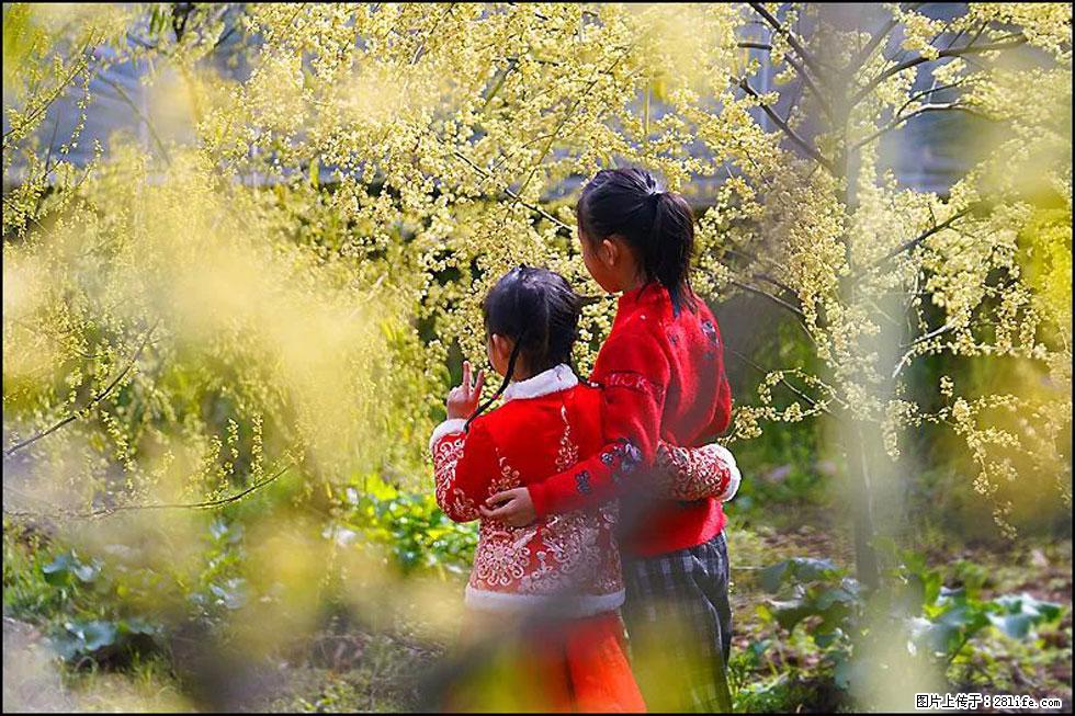 【春天，广西桂林灌阳县向您发出邀请！】米珠山前有片山苍子花在飘香 - 游山玩水 - 松原生活社区 - 松原28生活网 songyuan.28life.net