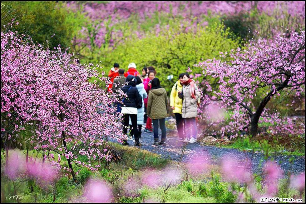 【春天，广西桂林灌阳县向您发出邀请！】官庄村有个醉美的桃花园 - 游山玩水 - 松原生活社区 - 松原28生活网 songyuan.28life.net