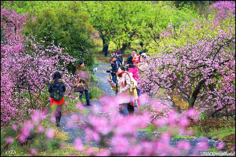 【春天，广西桂林灌阳县向您发出邀请！】官庄村有个醉美的桃花园 - 游山玩水 - 松原生活社区 - 松原28生活网 songyuan.28life.net