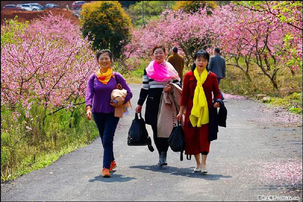 【春天，广西桂林灌阳县向您发出邀请！】官庄村有个醉美的桃花园 - 游山玩水 - 松原生活社区 - 松原28生活网 songyuan.28life.net