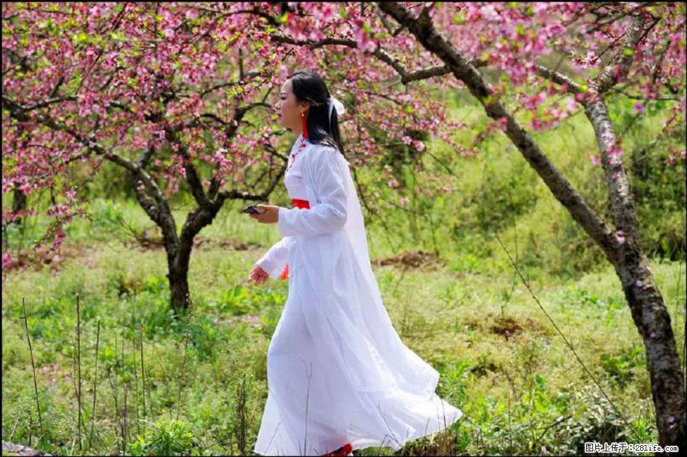 【春天，广西桂林灌阳县向您发出邀请！】官庄村有个醉美的桃花园 - 游山玩水 - 松原生活社区 - 松原28生活网 songyuan.28life.net