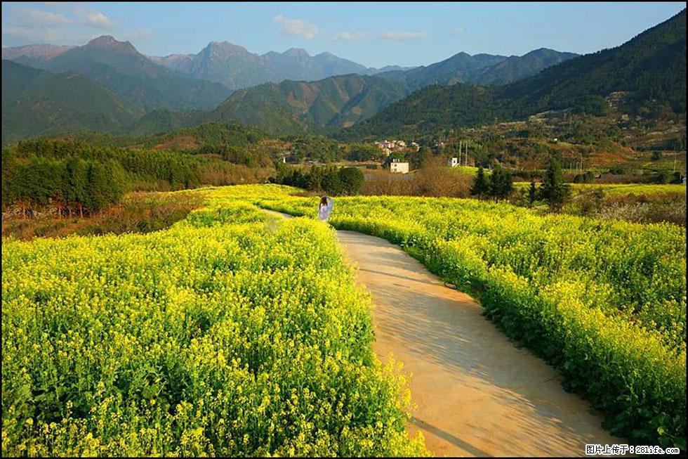 【春天，广西桂林灌阳县向您发出邀请！】长坪村油菜盛情花开 - 游山玩水 - 松原生活社区 - 松原28生活网 songyuan.28life.net