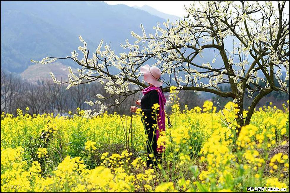 【春天，广西桂林灌阳县向您发出邀请！】长坪村油菜盛情花开 - 游山玩水 - 松原生活社区 - 松原28生活网 songyuan.28life.net
