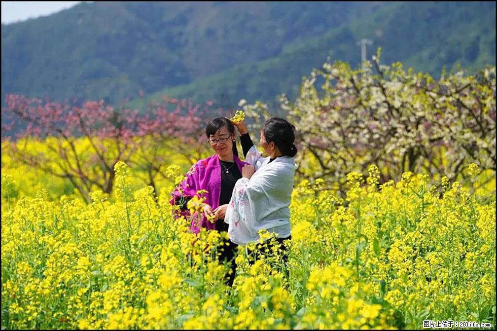 【春天，广西桂林灌阳县向您发出邀请！】长坪村油菜盛情花开 - 游山玩水 - 松原生活社区 - 松原28生活网 songyuan.28life.net
