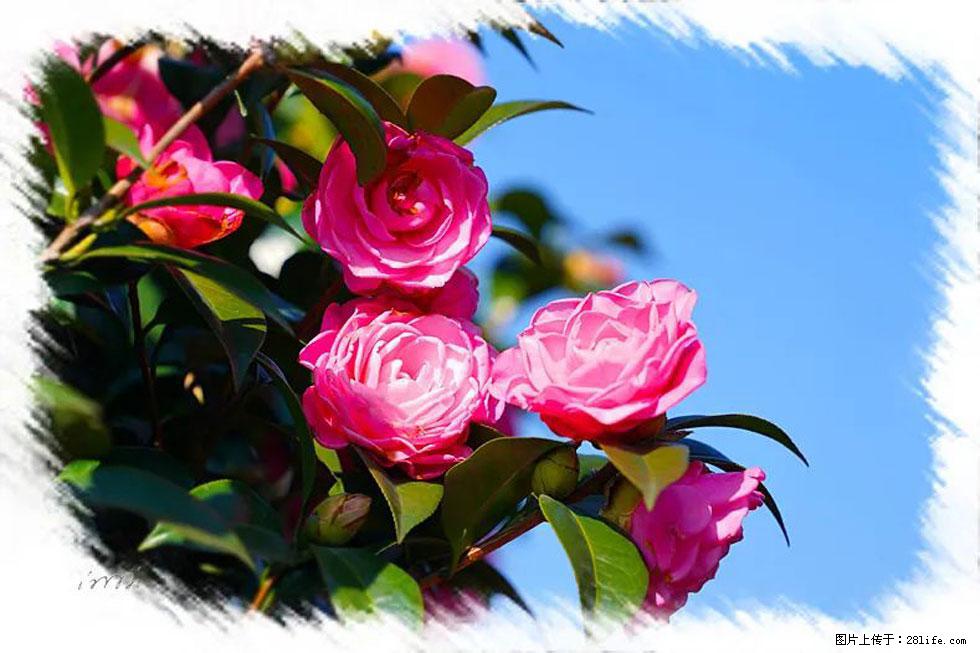 【春天，广西桂林灌阳县向您发出邀请！】杨柳井茶花惹人爱 - 游山玩水 - 松原生活社区 - 松原28生活网 songyuan.28life.net
