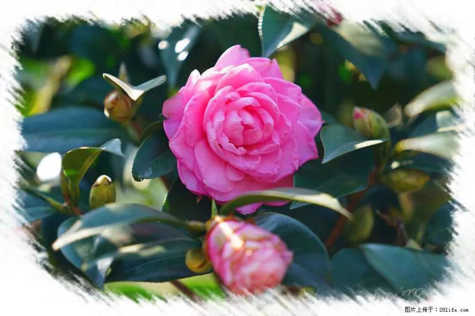 【春天，广西桂林灌阳县向您发出邀请！】杨柳井茶花惹人爱 - 游山玩水 - 松原生活社区 - 松原28生活网 songyuan.28life.net