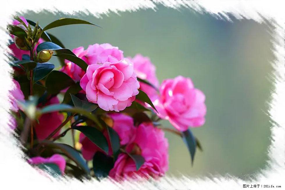 【春天，广西桂林灌阳县向您发出邀请！】杨柳井茶花惹人爱 - 游山玩水 - 松原生活社区 - 松原28生活网 songyuan.28life.net