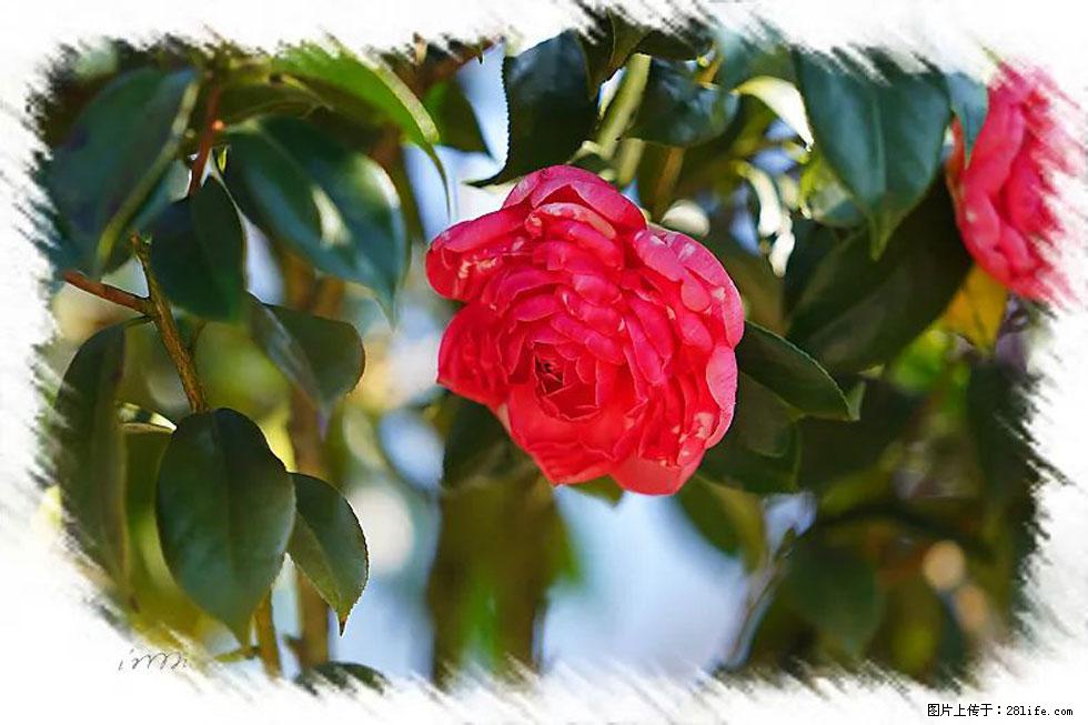 【春天，广西桂林灌阳县向您发出邀请！】杨柳井茶花惹人爱 - 游山玩水 - 松原生活社区 - 松原28生活网 songyuan.28life.net