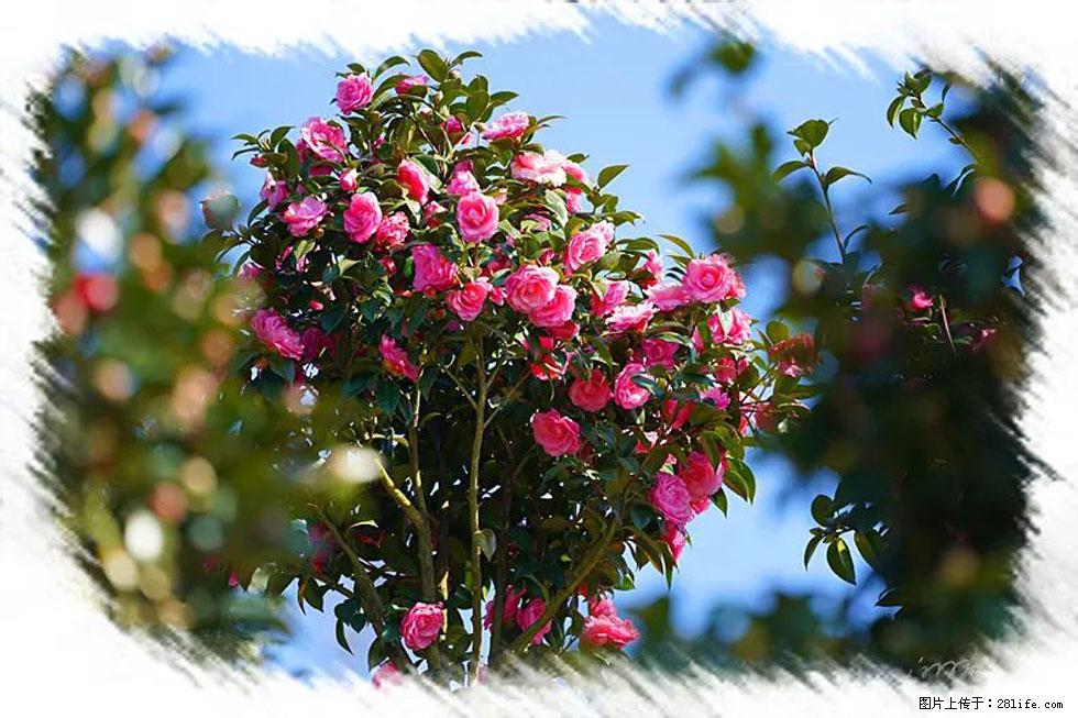 【春天，广西桂林灌阳县向您发出邀请！】杨柳井茶花惹人爱 - 游山玩水 - 松原生活社区 - 松原28生活网 songyuan.28life.net