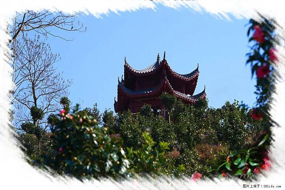 【春天，广西桂林灌阳县向您发出邀请！】杨柳井茶花惹人爱 - 游山玩水 - 松原生活社区 - 松原28生活网 songyuan.28life.net