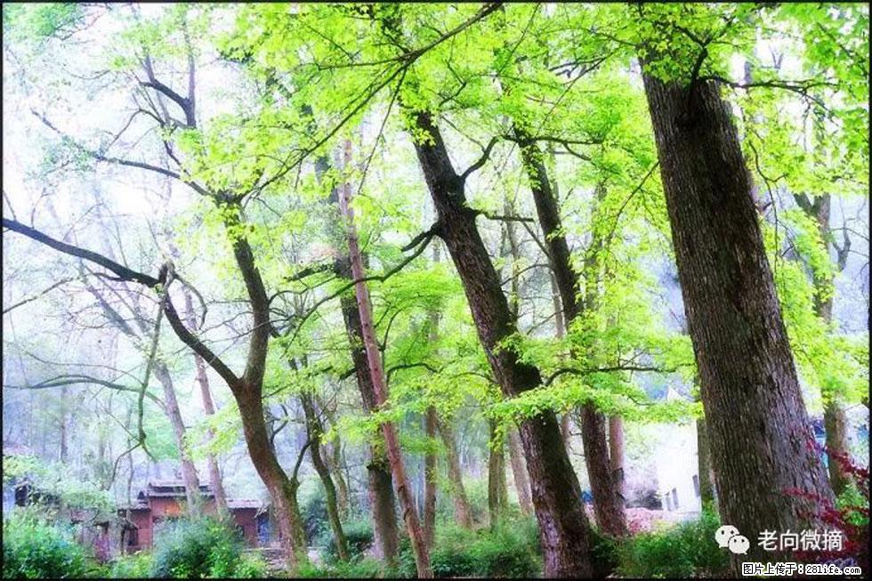 【春天，广西桂林灌阳县向您发出邀请！】在小龙村与春天约会 - 游山玩水 - 松原生活社区 - 松原28生活网 songyuan.28life.net