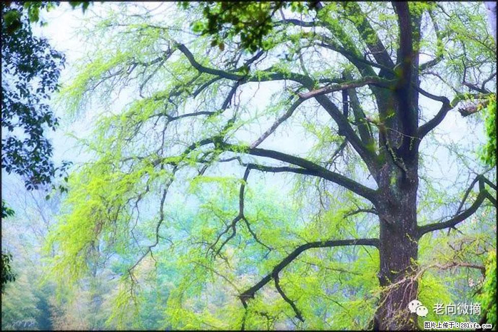 【春天，广西桂林灌阳县向您发出邀请！】在小龙村与春天约会 - 游山玩水 - 松原生活社区 - 松原28生活网 songyuan.28life.net