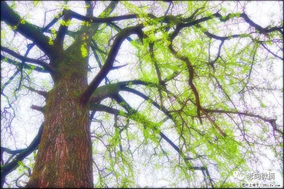 【春天，广西桂林灌阳县向您发出邀请！】在小龙村与春天约会 - 游山玩水 - 松原生活社区 - 松原28生活网 songyuan.28life.net