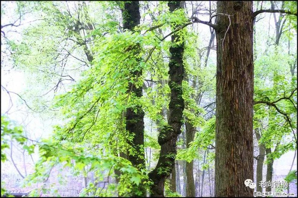 【春天，广西桂林灌阳县向您发出邀请！】在小龙村与春天约会 - 游山玩水 - 松原生活社区 - 松原28生活网 songyuan.28life.net