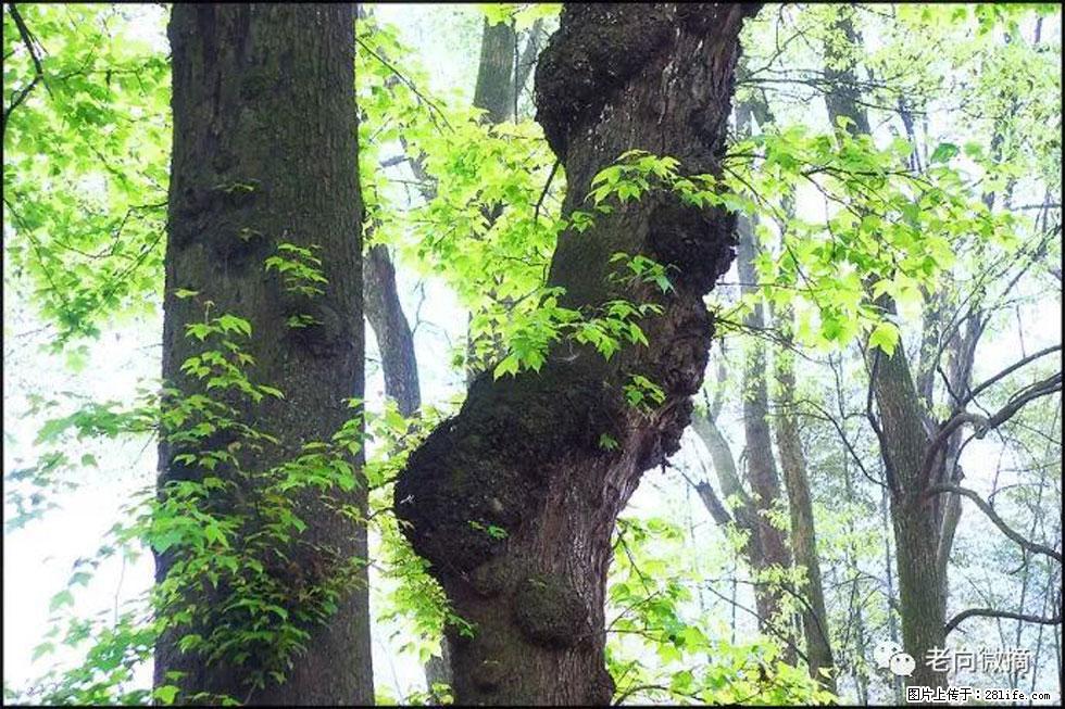 【春天，广西桂林灌阳县向您发出邀请！】在小龙村与春天约会 - 游山玩水 - 松原生活社区 - 松原28生活网 songyuan.28life.net