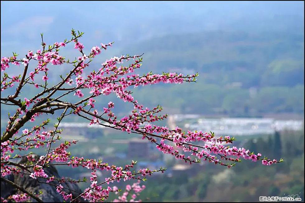 【春天，广西桂林灌阳县向您发出邀请！】望月岭上桃花开 - 游山玩水 - 松原生活社区 - 松原28生活网 songyuan.28life.net