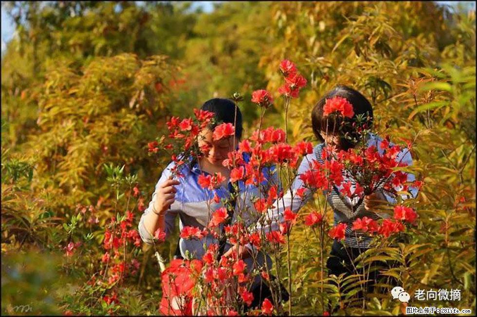 【春天，广西桂林灌阳县向您发出邀请！】登麒麟山，相约映山红 - 游山玩水 - 松原生活社区 - 松原28生活网 songyuan.28life.net