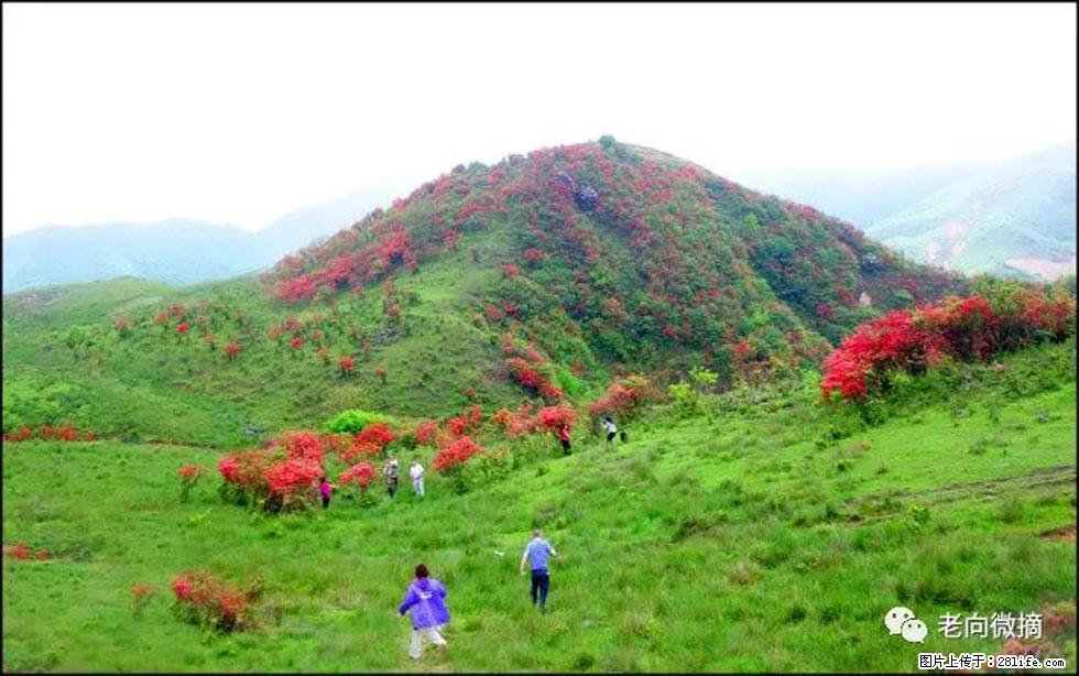 【春天，广西桂林灌阳县向您发出邀请！】宝盖山上映山红 - 游山玩水 - 松原生活社区 - 松原28生活网 songyuan.28life.net