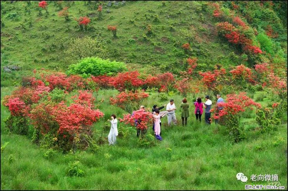 【春天，广西桂林灌阳县向您发出邀请！】宝盖山上映山红 - 游山玩水 - 松原生活社区 - 松原28生活网 songyuan.28life.net