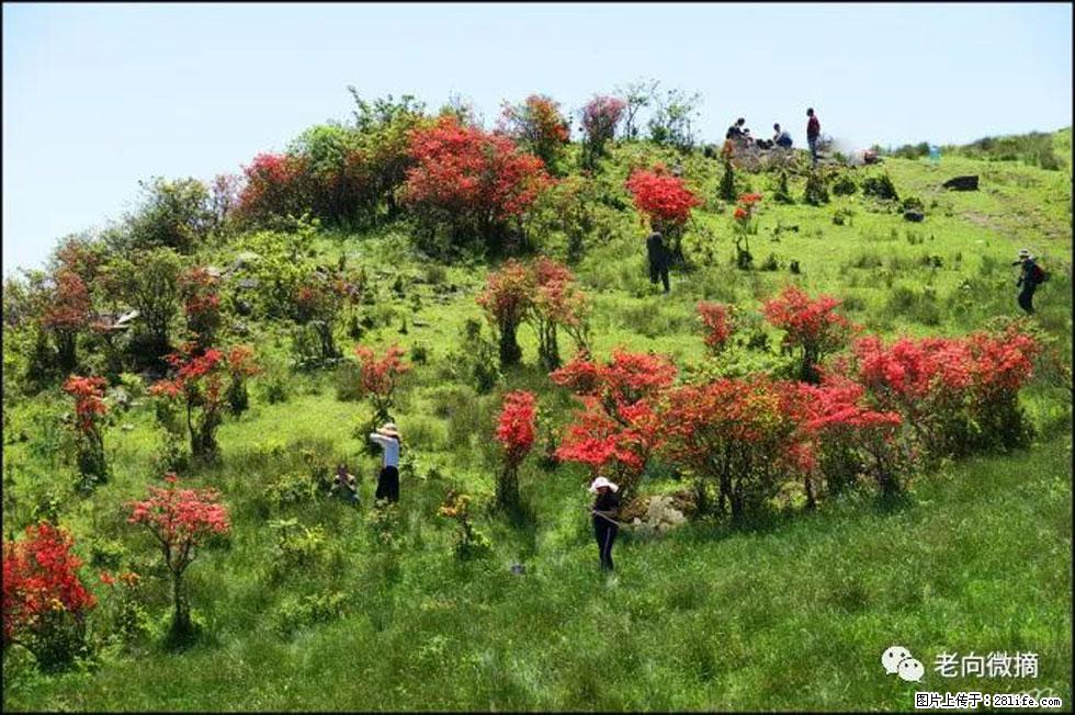 【春天，广西桂林灌阳县向您发出邀请！】宝盖山上映山红 - 游山玩水 - 松原生活社区 - 松原28生活网 songyuan.28life.net