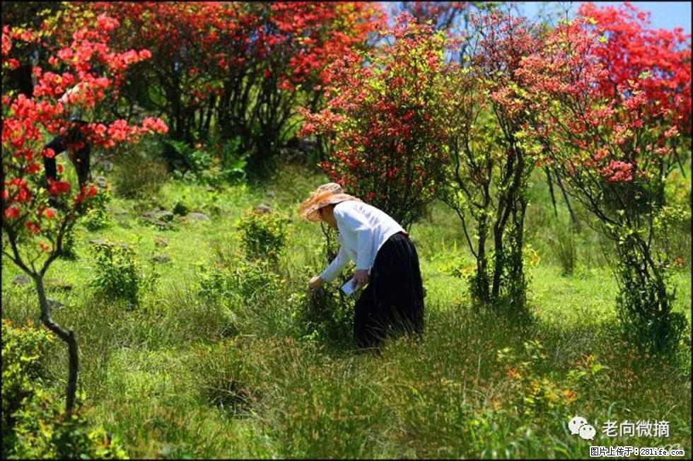 【春天，广西桂林灌阳县向您发出邀请！】宝盖山上映山红 - 游山玩水 - 松原生活社区 - 松原28生活网 songyuan.28life.net
