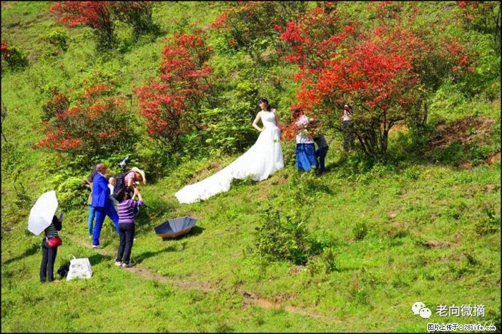【春天，广西桂林灌阳县向您发出邀请！】宝盖山上映山红 - 游山玩水 - 松原生活社区 - 松原28生活网 songyuan.28life.net