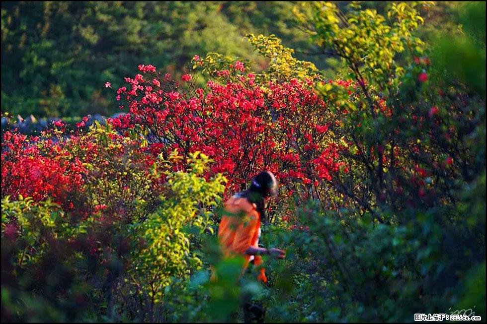【春天，广西桂林灌阳县向您发出邀请！】春木界上映山红 - 游山玩水 - 松原生活社区 - 松原28生活网 songyuan.28life.net