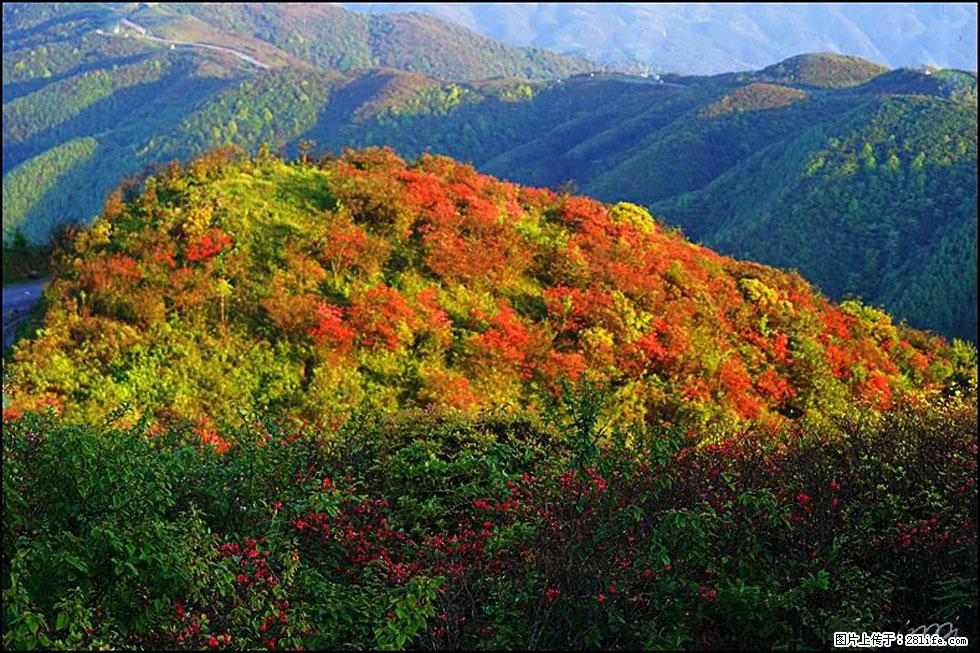 【春天，广西桂林灌阳县向您发出邀请！】春木界上映山红 - 游山玩水 - 松原生活社区 - 松原28生活网 songyuan.28life.net