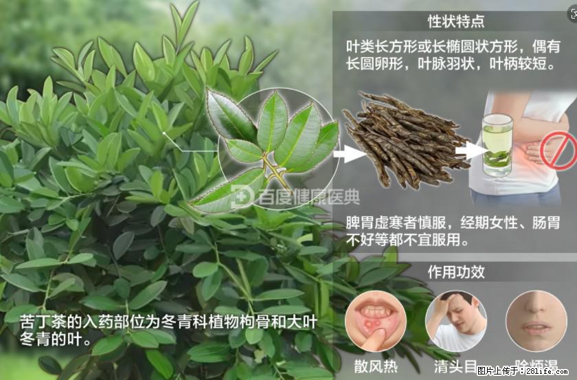 苦丁茶有哪些功效和作用 - 生活百科 - 松原生活社区 - 松原28生活网 songyuan.28life.net