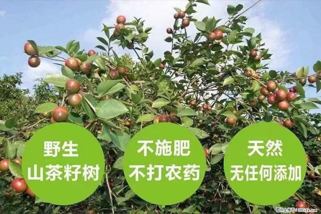 【灌阳县油茶产业示范区】一个有着充实的精神生活的人，对待身外之物自会有一种淡泊的态度 - 美食天地 - 松原生活社区 - 松原28生活网 songyuan.28life.net