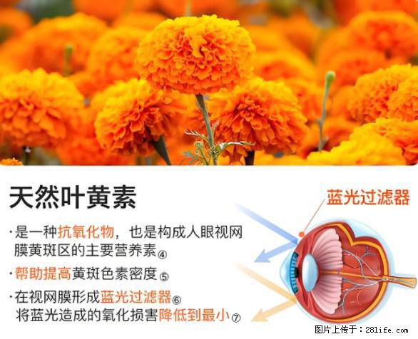 叶黄素有什么功效和作用 - 生活百科 - 松原生活社区 - 松原28生活网 songyuan.28life.net