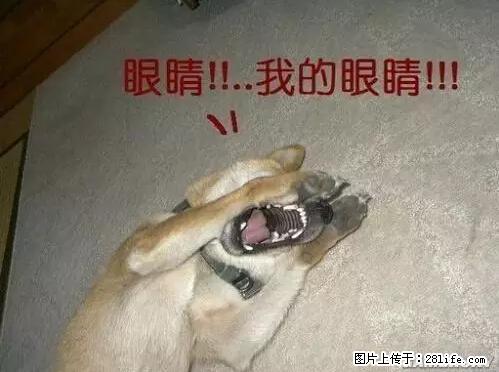 笑癫了！一女的怀孕三年未生，他终于忍不住了... - 娱乐八卦 - 松原生活社区 - 松原28生活网 songyuan.28life.net