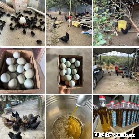油茶园从小鸡仔开始养起的纯土鸡、土鸡蛋可以预定啦！还有前几天刚榨的纯山茶油哦 - 美食天地 - 松原生活社区 - 松原28生活网 songyuan.28life.net