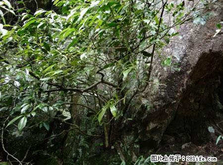 平乐石崖茶，珍贵仅次于金花茶 - 松原生活资讯 - 松原28生活网 songyuan.28life.net